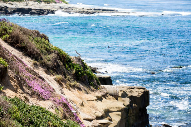 istock Rugged cliff coastline with ice plant and flowers 983184484