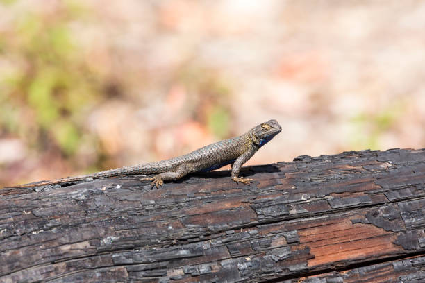 istock Blue bellied lizard sits on a burned log in the sun 983187594