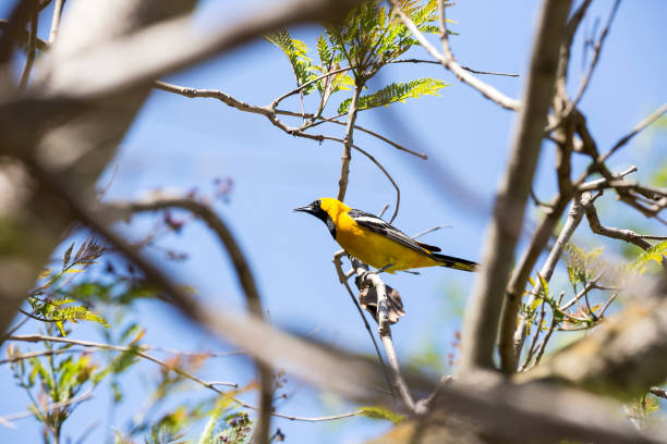 istock Yellow and black bird on a tree branch at the park 983187762