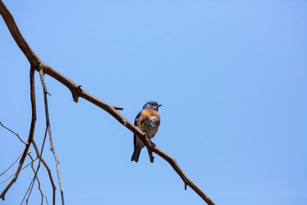 istock Mountain blue bird on a branch of a tree 983188210