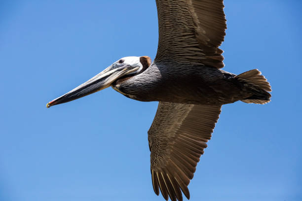 istock Large brown pelican flying over the beach 983188330