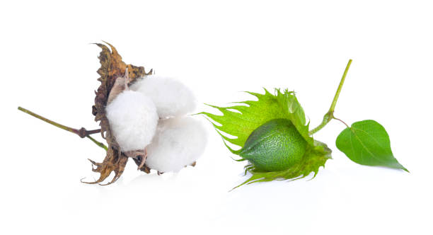 istock Cotton flower on wite background 983189000