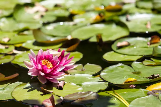 Bright green lilypads with pink flowers covering a pond