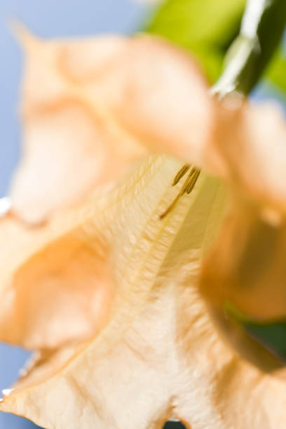istock Pink fluted tree blossom with shallow depth of field background 983191760