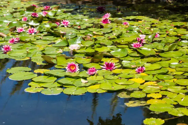 Bright green lilypads with pink flowers covering a pond