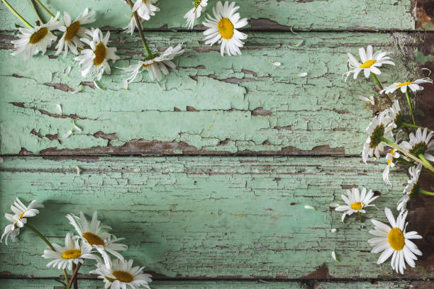 istock Marguerite background on Blue background 983199360
