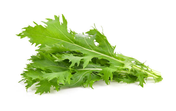 mizuna lettuce isolated japanese mustard, vegetable salad for good health on white background - japanese mustard imagens e fotografias de stock