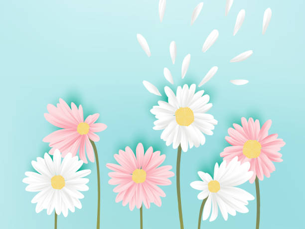istock Minimalist pastel white and pink daisy flowers with flying petals on blue background 983200764