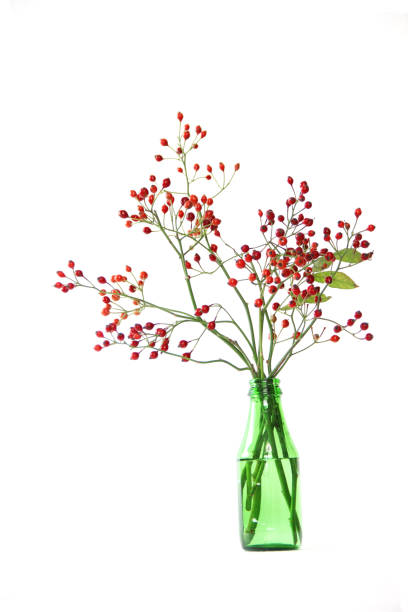 lower arrengment of  rose hip