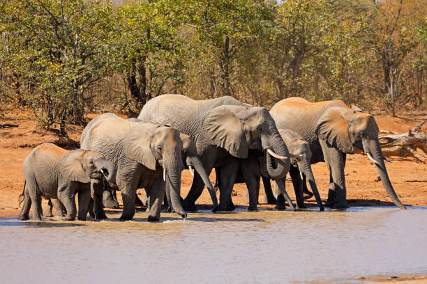 istock African elephants at a waterhole 983203338