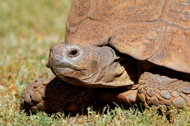 istock Close-up of a leopard tortoise 983204020