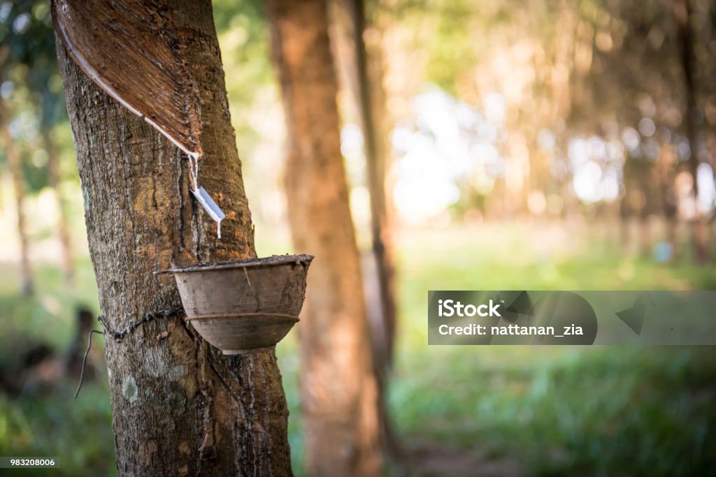 Rubber Tree Extract Tapping Latex Rubber Tree Rubber Latex Extracted From Rubber Tree Stock ...