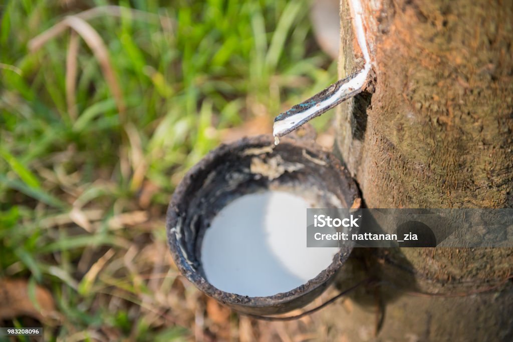 Rubber Tree Extract Tapping Latex Rubber Tree Rubber Latex Extracted From Rubber Tree Stock ...