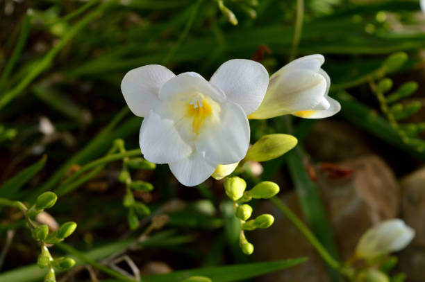 istock White Freesia Close-up, Nature 983211680