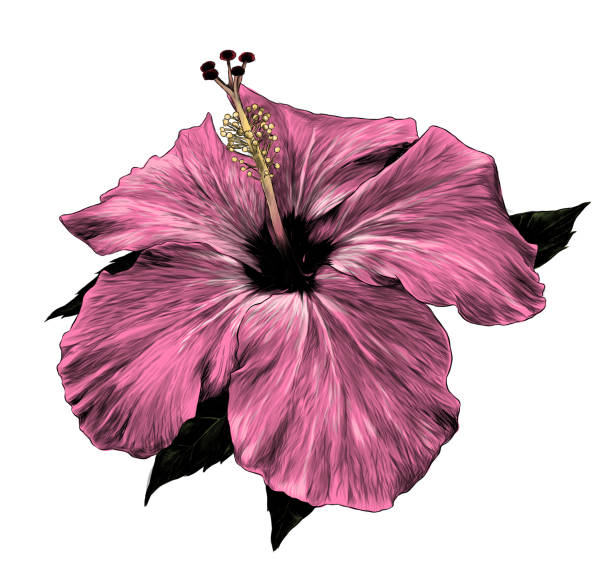hibiskus blume  - summer flower head macro backgrounds stock-grafiken, -clipart, -cartoons und -symbole