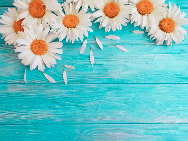 istock chamomile on a blue wooden background 983219798