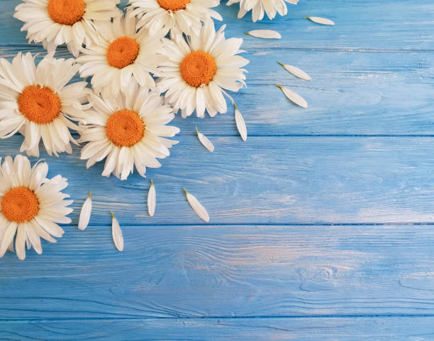istock chamomile on a blue wooden background 983219804