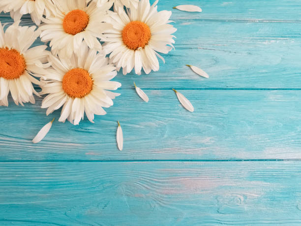 istock chamomile on a blue wooden background 983219812