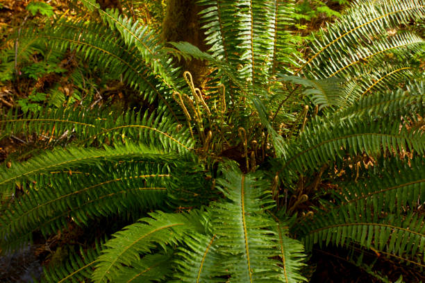 Pacific Northwest forest and Sword ferns a picture of an exterior Pacific Northwest forest with Sword ferns in summer sword fern stock pictures, royalty-free photos & images