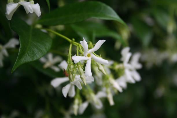 istock White climber star Jasmin in bloom. 983222330