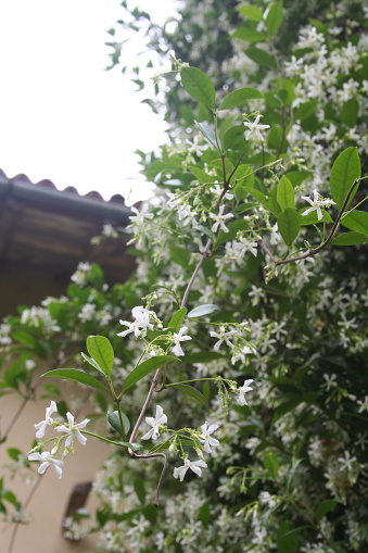 White climber star Jasmin in bloom. Trachelospermum jasminoides