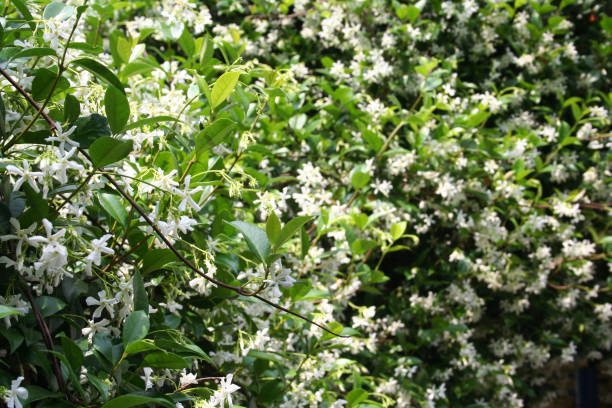 istock White climber star Jasmin in bloom. 983222892
