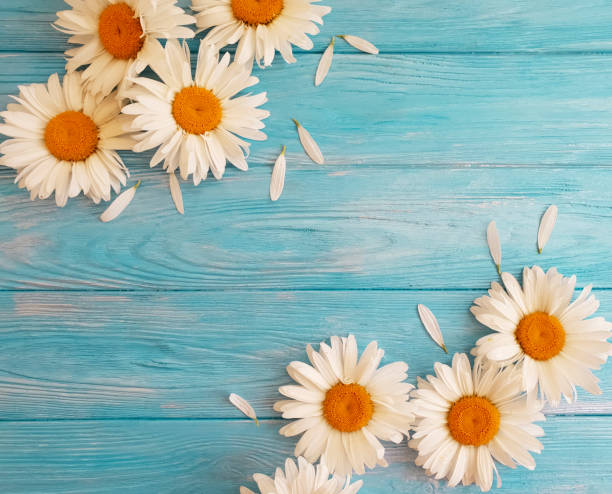 istock chamomile on a blue wooden background 983222996