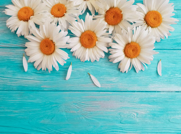 istock chamomile on a blue wooden background 983223004
