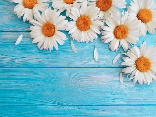 istock chamomile on a blue wooden background 983223766