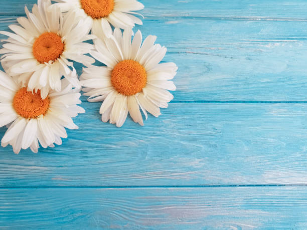 istock chamomile on a dark wooden background 983227154