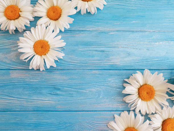 istock chamomile on a dark wooden background 983227158
