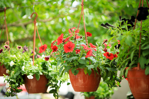Hanging flowerpots selective focus