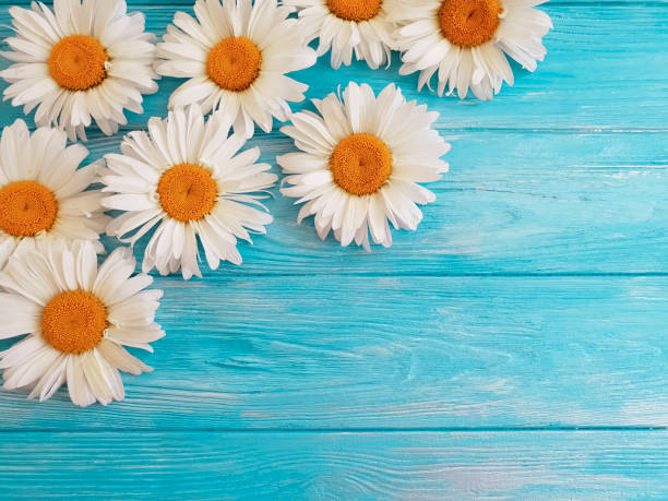 istock chamomile on a dark wooden background 983227568