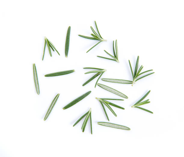 istock Rosemary isolated on white background 983228614