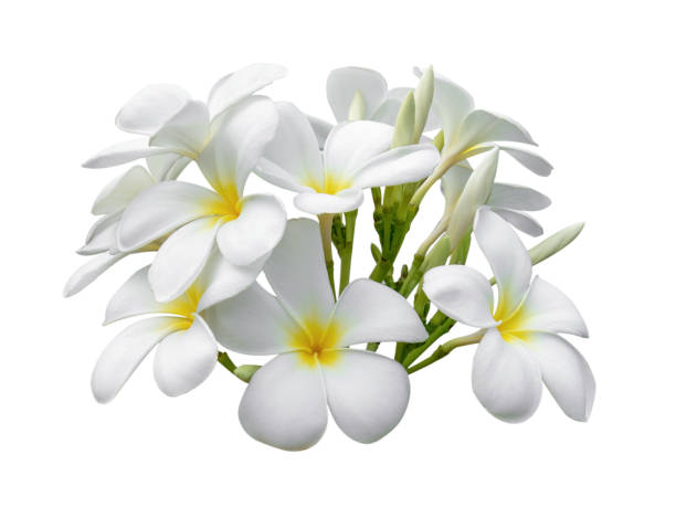 istock Tropical flowers frangipani (plumeria) isolated on white background 983228618