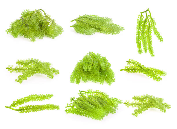 istock set of sea grapes ( green caviar ) seaweed 983228638