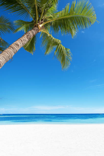 istock Tropical Paradise Beach And Palm Tree 983228670