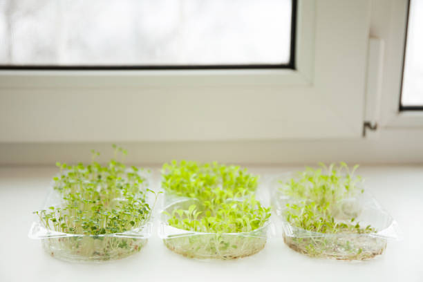 Germs of micro greens on the windowsill.