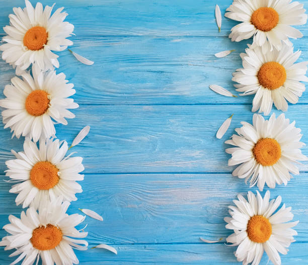 istock chamomile on a dark wooden background 983235618
