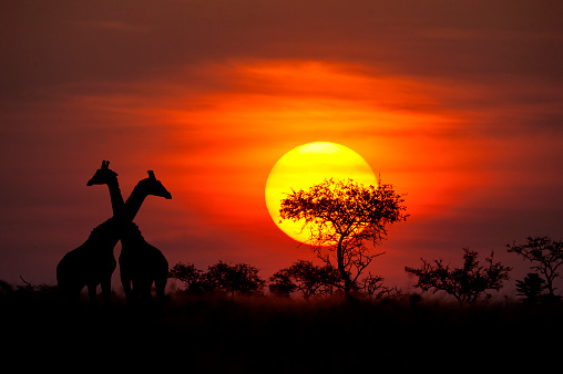 Two Masai Giraffes (giraffa tippelskirchi) next to a typical Acacia tree in front of a spectacular African sunset. Location: Selous Game Reserve, Tanzania/East Africa. Shot in wildlife.
