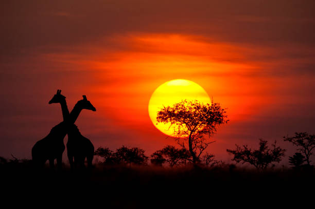 Giraffes in front of a perfect African sunset Two Masai Giraffes (giraffa tippelskirchi) next to a typical Acacia tree in front of a spectacular African sunset. Location: Selous Game Reserve, Tanzania/East Africa. Shot in wildlife. masai giraffe stock pictures, royalty-free photos & images