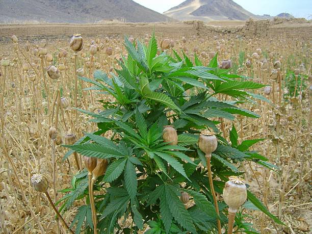 Pot plant in a field of opium poppies stock photo