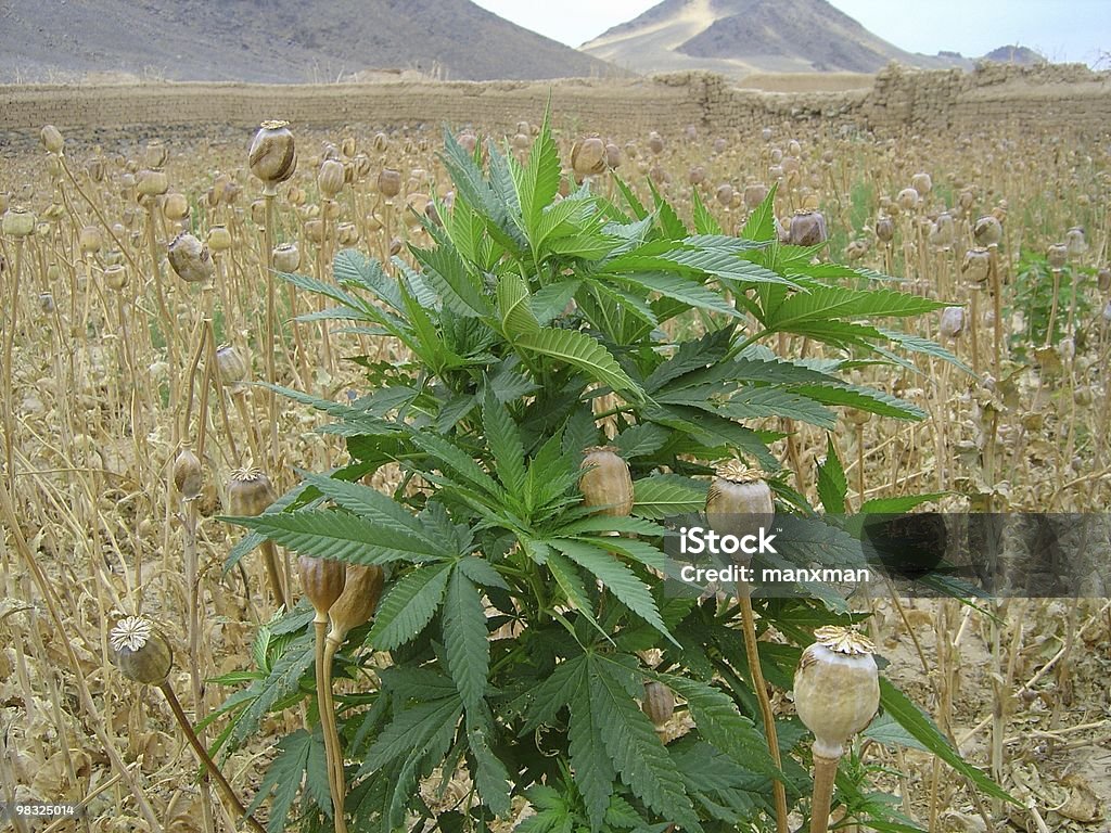 Vaso de planta em um campo do ópio poppies - Foto de stock de Cânhamo - Cannabaceae royalty-free