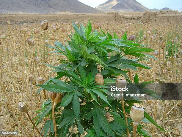 Foto de Vaso De Planta Em Um Campo Do Ópio Poppies e mais fotos de stock de Cânhamo - Cannabaceae - Cânhamo - Cannabaceae, Ópio, Papoula - Planta