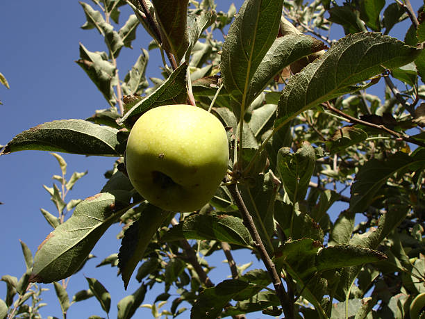 apple stock photo