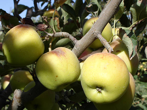 apple tree stock photo