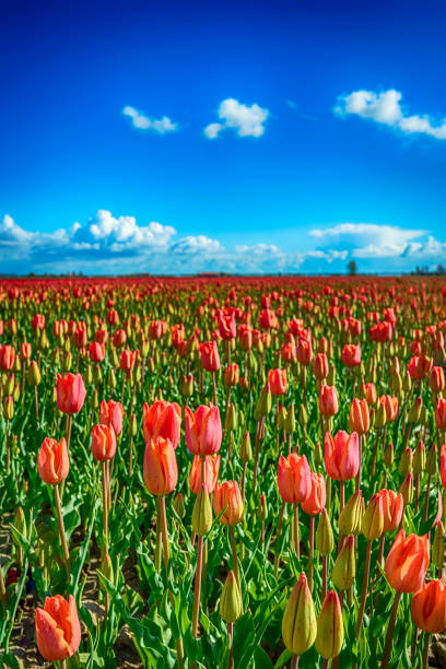 istock Budding and blooming red tulips on a large Dutch field 983253042