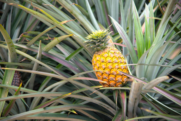 istock Close up Pine apple growth on pine apple tree in orchard in Thailand, tropical fruit for make juice beverage and good health, making feeling fresh. 983253626