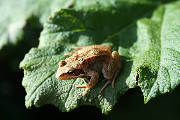 frog leaf stock photo