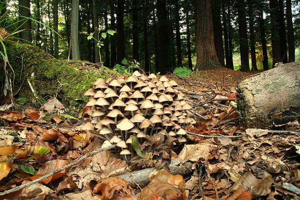 mushrooms stock photo